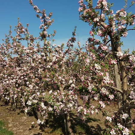 Hébergement de vacances Apfelhaus Bachenbrock