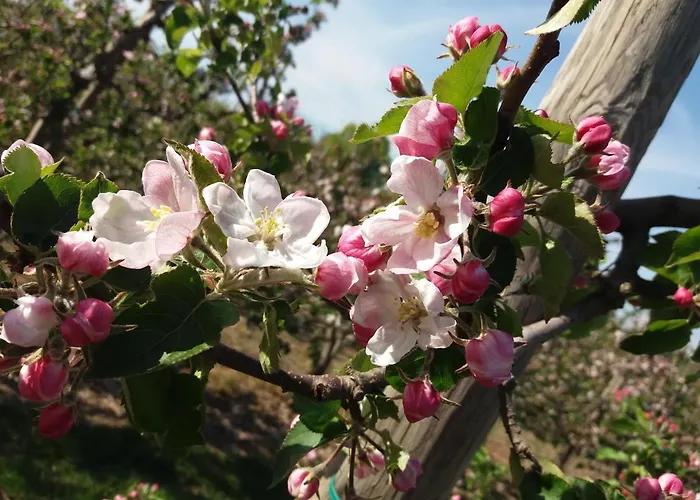 Apfelhaus Semesterbostad